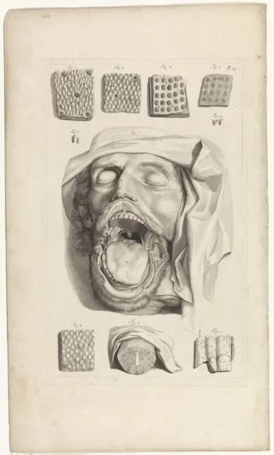 Anatomische studie van het hoofd, de neus en de tong