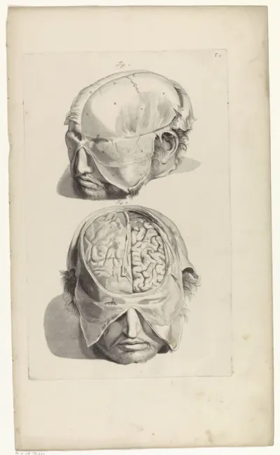 Anatomische studie van het hoofd