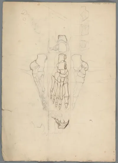 Anatomische studie van het skelet een voet