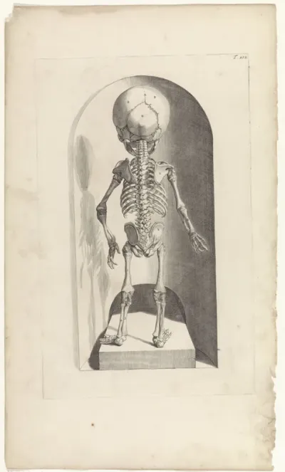 Anatomische studie van het skelet van een foetus (achterkant)
