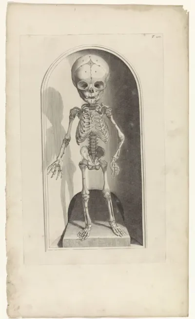 Anatomische studie van het skelet van een foetus (voorkant)