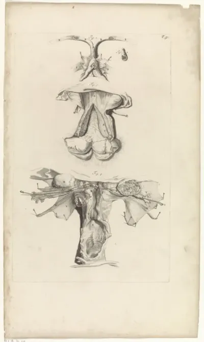 Anatomische studie van het vrouwelijk voortplantingsstelsel