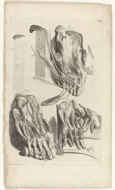 Anatomische studie van rechtervoet en de tenen