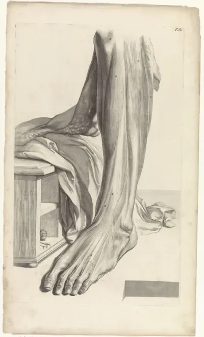 Anatomische studie van rechtervoet