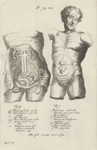 Anatomische studie van twee rompen