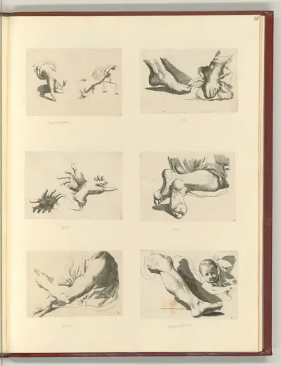 Anatomische Studien