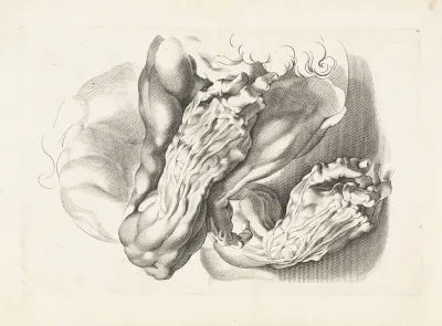 Anatomische studies van armen