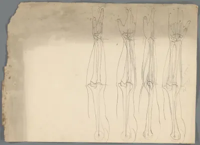 Anatomische studies van een arm