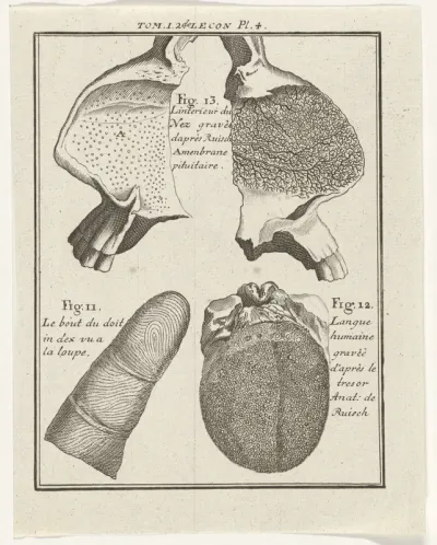 Anatomische weergave van de tong, neus en wijsvinger