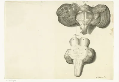 Anatomische weergave van een orgaan uit het menselijk lichaam
