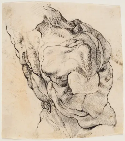 Anatomisk studie (écorché). En flået mands torso, set bagfra, halvt højredrejet