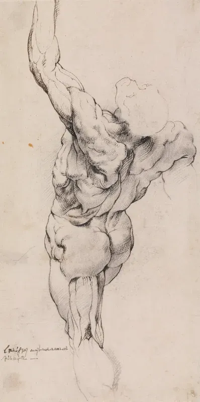 Anatomisk studie (écorché). En gående, flået mand set bagfra, halvt venstredrejet