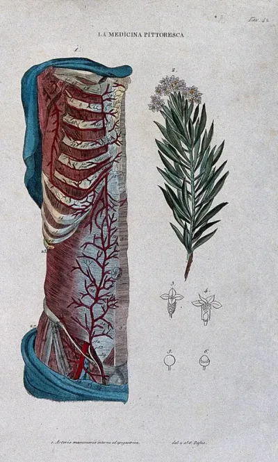 Anatomy and botany; left, half section of human thorax showing arteries and ribs; right, laurel Coloured engraving, 1834-1837