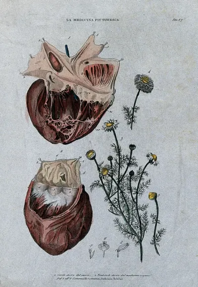 Anatomy and botany: left, human heart; right, Roman camomile flowers