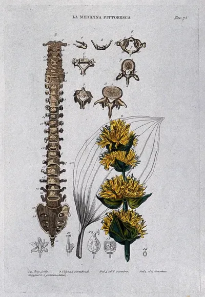 Anatomy and botany; top, hyoid bone and vertebrae; left, vertebral column; right, gentian