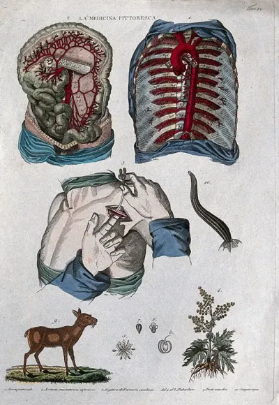 Anatomy and botany: top left, aorta; top right, chest artery; centre left, ligature of the subclavian artery; centre right, a leech; bottom left, musk deer; bottom right, rhubarb
