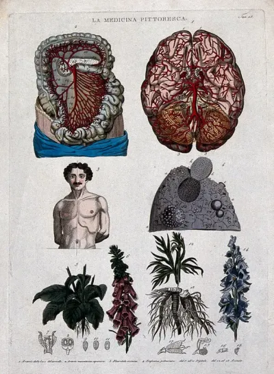 Anatomy and botany: top left, arteries in thorax and abdomen; top right, superior section of the brain; centre left, lateral distortion owing to chronic pleurisy; centre right, part of the lung; bottom, foxglove and aconite