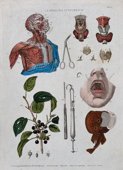 Anatomy and botany; top left, dissected head and chest showing arteries; top right, larynx; bottom left, buckthorn plant; centre, surgical instruments; bottom right, electric ray fish