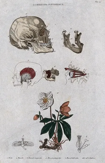 Anatomy and botany: top, skull, jawbone, and muscles of head; bottom, hellebore plant