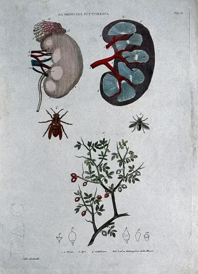 Anatomy, medicine and botany; top, kidneys; centre left, bee; centre right, hornet; bottom, Mecca balsam (Commiphora opobalsamum)