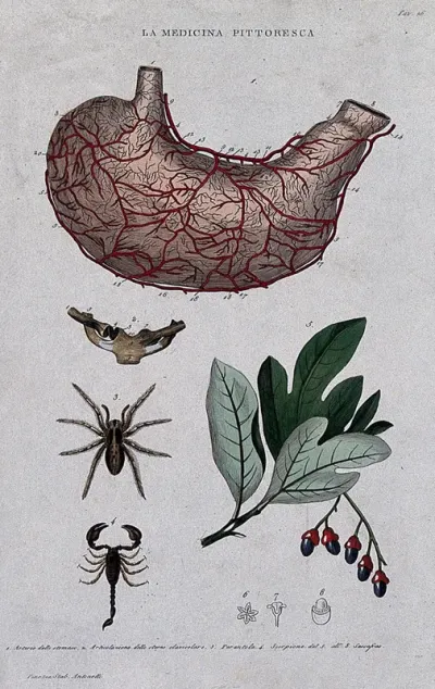 Anatomy, medicine and botany; top to bottom, arteries of the stomach, sternum, tarantula, scorpion; bottom right, sassafras