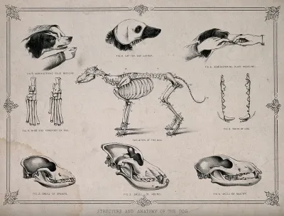 Anatomy of a dog: nine figures, showing the skeletons and skulls of different breeds of dog and including demonstrations of the administering of medicine
