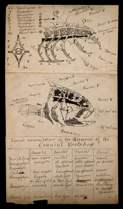 Anatomy of a fish and an unidentified animal: two figures
