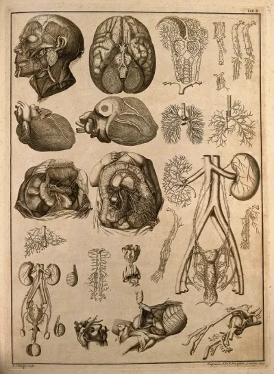 Anatomy of blood-vessels and nerves of the head and the viscera: twenty-six figures
