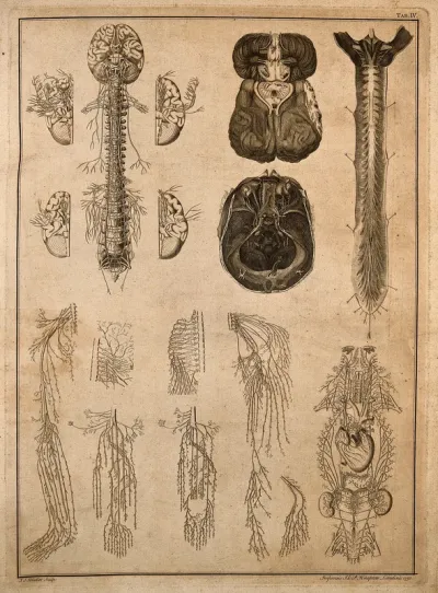 Anatomy of nerves of the head and trunk: sixteen figures
