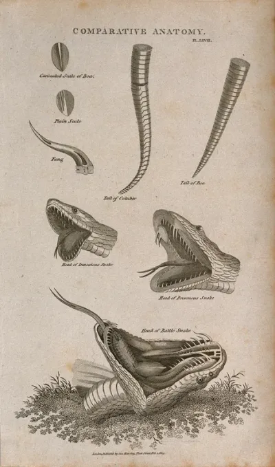Anatomy of snakes: eight figures, including scales, a fang, the tails of a boa and a columber snake, and the heads of three species, including a rattle snake, all shown with open jaws