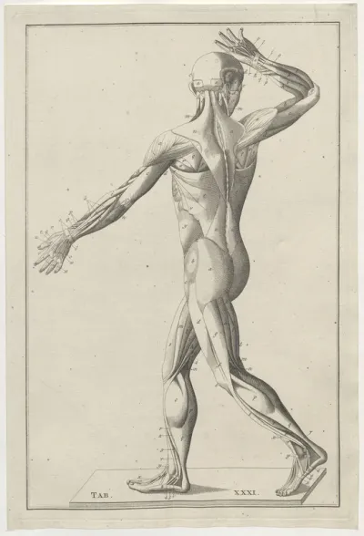 Anatomy of the human muscles, seen from behind