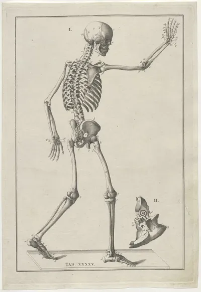 Anatomy of the human skeleton, seen from the back with raised hand