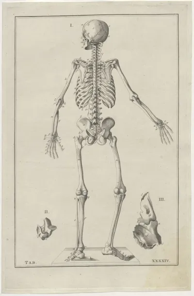 Anatomy of the human skeleton, seen from the back