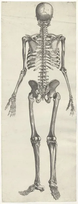 Anatomy of the human skeleton