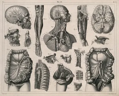 Anatomy: seventeen figures, including dissections illustrating the blood-vessels, brain and viscera