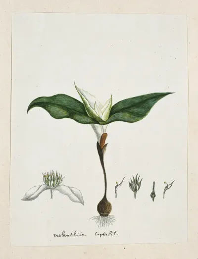 Androcymbium capense (L.) Krause.