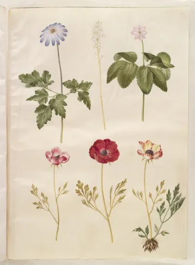 Anemone apennina (appenniner-anemone); Tiarella cordifolia (almindelig skumblomst); Anemone trifolia (trilling-anemone); Ranunculus asiaticus (have-ranunkel)