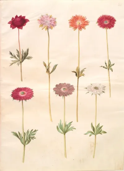 Anemone coronaria; Anemone ×fulgens