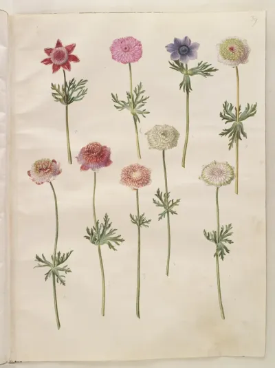 Anemone coronaria (fransk anemone)