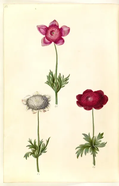 Anemone Coronaria