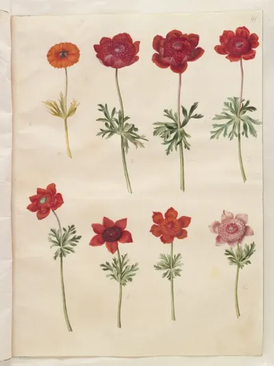 Anemone ×fulgens (skinnende anemone); Anemone coronaria (fransk anemone)