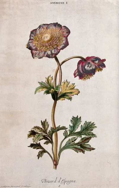 Anemone plant: flowering stem