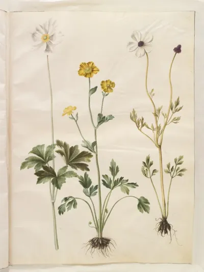 Anemone sylvestris (sommer-anemone); Ranunculus monspeliacus (silke-ranunkel); Ranunculus asiaticus (have-ranunkel)