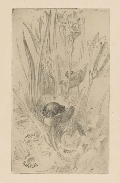 Anemonen