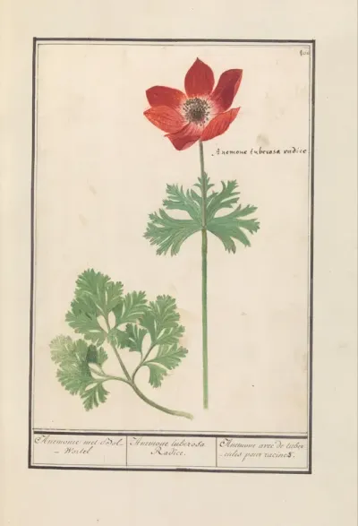 Anemoon (Anemone)