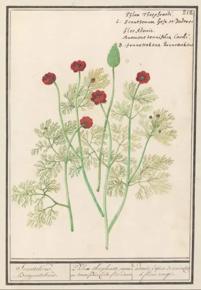Anemoon (Anemone)