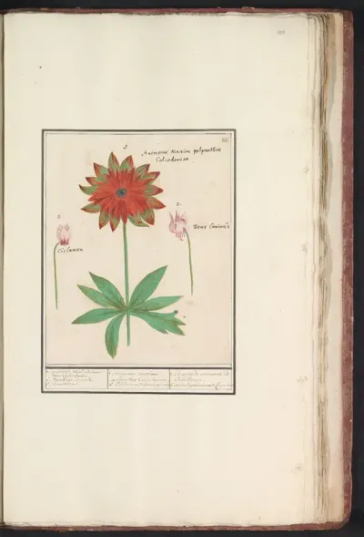 Anemoon (Anemone), cyclaam (Cyclamen) en hondstand (Erythronium)
