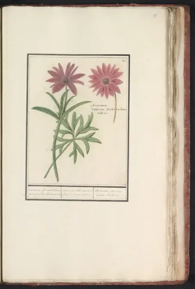 Anemoon (Anemone) of dahlia (Dahlia)