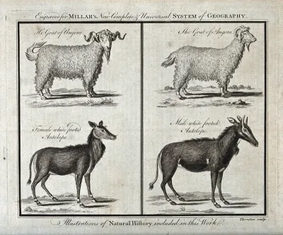 Angora goats and white footed antelopes