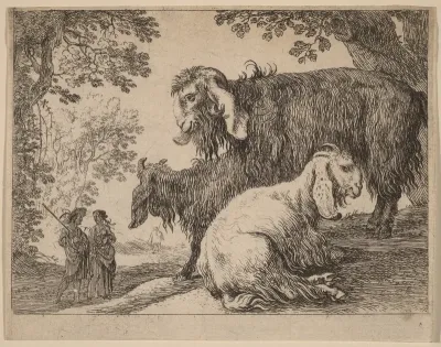Angora Sheep